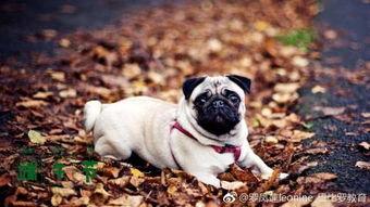 巴哥最新爆料微博,揭秘娱乐圈最新热点事件！”