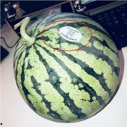 2020年吃瓜网红,网络风云变幻,谁主沉浮? 第1张 2020年吃瓜网红,网络风云变幻,谁主沉浮? 第1张